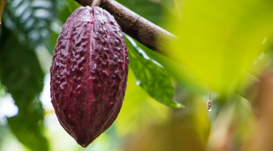 Kakaowiec – niezwykłe drzewo